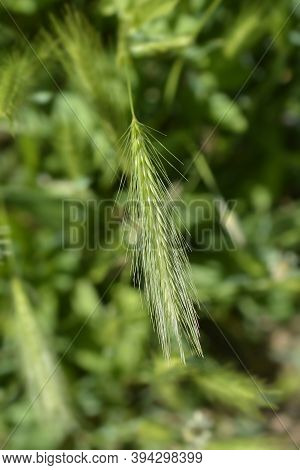 Wall Barley - Latin Name - Hordeum Murinum