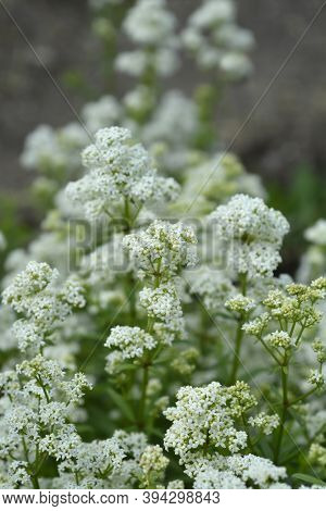 European Bedstraw White Flowers - Latin Name - Galium Rubioides