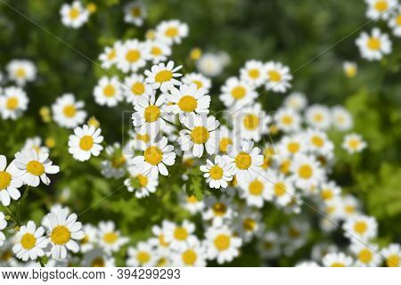 Golden Feverfew Flower Buds - Latin Name - Tanacetum Parthenium Aureum (chrysantemum Parthenium Aure