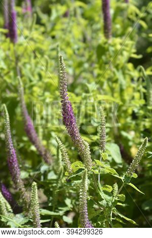 Iranian Germander Flower - Latin Name - Teucrium Hircanicum