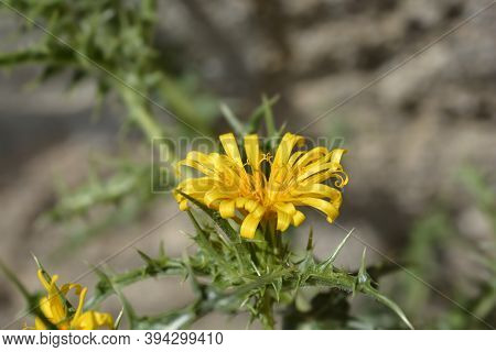 Common Golden Thistle Flower - Latin Name - Scolymus Hispanicus
