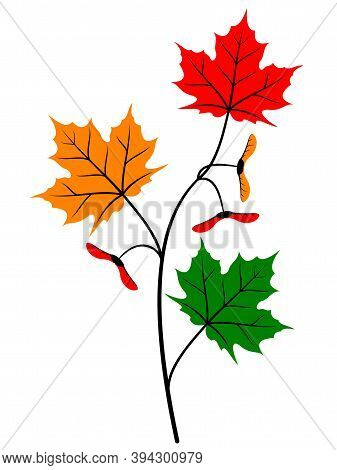 Autumn Maple Branch. 
Branch Of Autumn Maple Leaves Isolated On White Background. Vector Illustratio