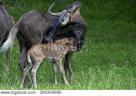 Black Wildebeest, Connochaetes Gnou, Female With Calf Standing On Grass