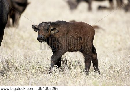 African Buffalo, Syncerus Caffer, Young African Buffalo, Syncerus Caffer, Young