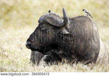 African Buffalo, Syncerus Caffer, Adult Laying On Grass With Wattled Starling On Its Back, Creatopho