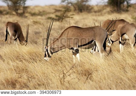 Beisa Oryx, Oryx Beisa, Group Standing In Dry Grass, Savannah, Masai Mara Park In Kenya