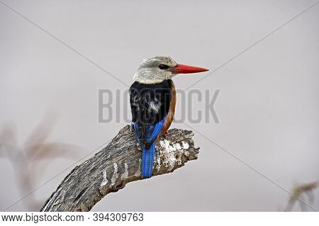 Grey Headed Kingfisher, Halcyon Leucocephala, Adult Standing On Branch, Naivasha Lake In Kenya
