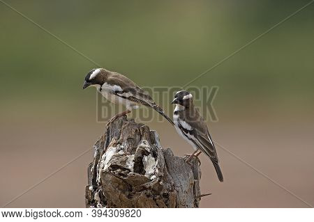 White Browed Sparrow Weaver, Plocepasser Mahali, Adults Standing On Branch, Masai Mara Park In Kenya