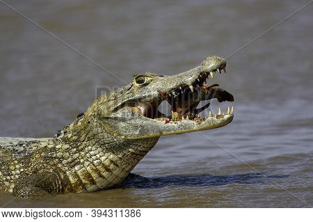 Spectacled Caiman, Caiman Crocodilus, Adult Catching Fish, Los Lianos In Venezuela
