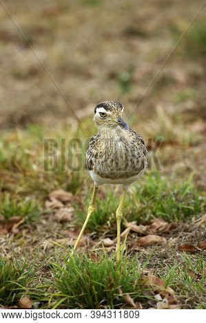 Double-striped Thick-knee, Burhinus Bistriatus, Adult Standing On Grass, Los Lianos In Venezuela