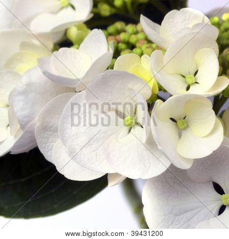 Hortensia i closeup.  Hvid lacecap udvalg.