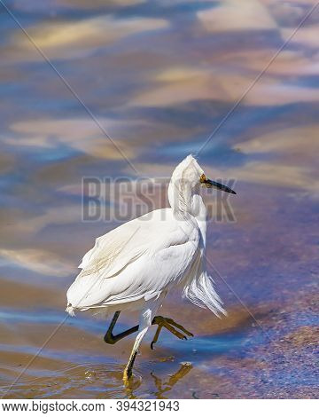White Stork At Coast Beach, Montevideo, Uruguay