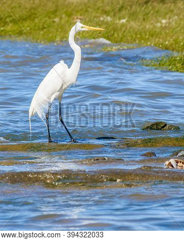 White Stork At Coast Beach, Montevideo, Uruguay