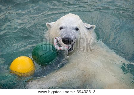 Juguetón oso polar
