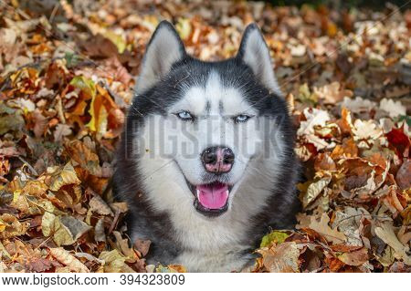 Siberian Husky In Pile Of Autumn Yellow Leaves, Sunny Day.