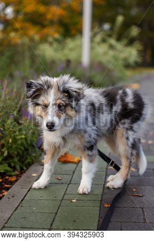 Beautiful Blue Merle Sheltie Puppy Stinding Near Leafs On Autumn. Photo Taken On A Warm Countryside 
