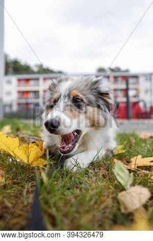 Beautiful Blue Merle Sheltie Puppy Stinding Near Leafs On Autumn. Photo Taken On A Warm Countryside 