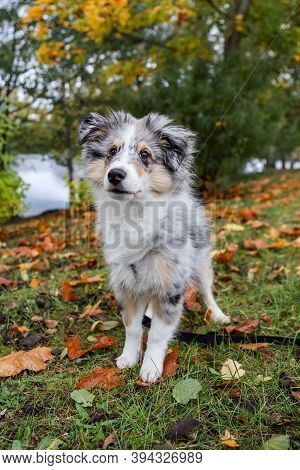 Beautiful Blue Merle Sheltie Puppy Stinding Near Leafs On Autumn. Photo Taken On A Warm Countryside 