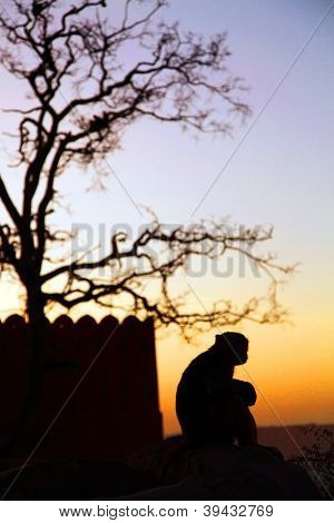 Monkey temple Galwar Bagh i Jaipur, Indien