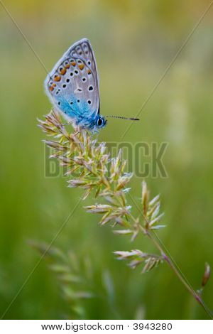 A borboleta em um galho