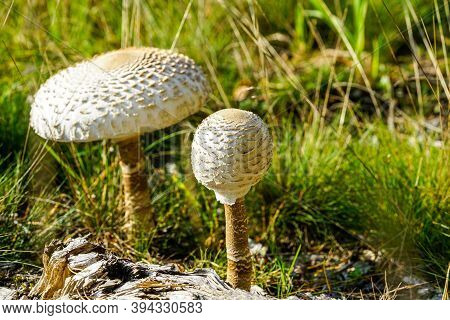 Two Grown Up White Parasol Mushroom With Scaly Hats In A Pine Forest Edge