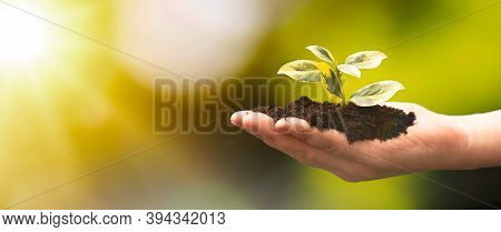 Plant Growing On Hand. Ecological Friendly And Sustainable Environment