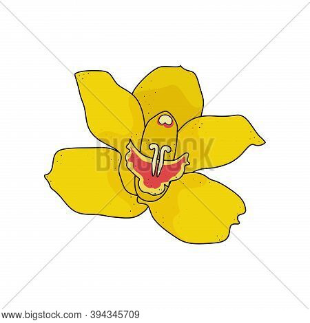 Orchid Yellow Flower, Cymbidium On White. Vector Illustration.