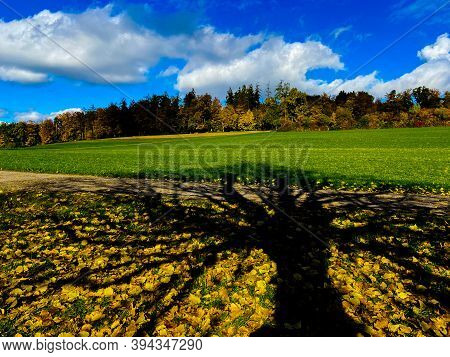 Autumn Tree With Not Many Leaves In Front Of A Blue Sky With Few Clouds
