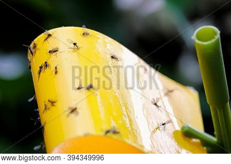 Macro View Of Fungus Gnats Stuck To A Yellow Sticky Trap