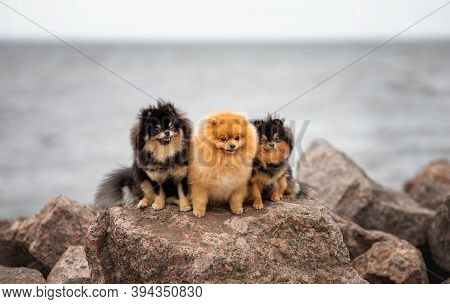 Three Cute Pom Spitz Dogs Friends  Sitting On The Rock At The Background Of Overcast Sea