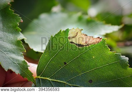 The Edge Of A Birch Leaf With A Leafminer Pocket