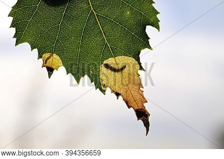 Silhoutte Of A Birch Leafminer Insect In A Leaf
