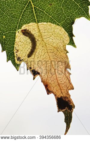 Macro Vertical View Of A Leafminer Larva Pocket
