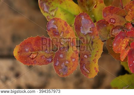 Red Autumn Lafs With Rain Drops On The Surface.beautiful Natural Background.horizontal Photography.