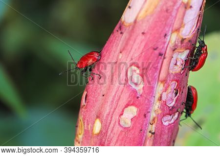 Macro View Of A Chewed Up Lilly Bud With Beetles