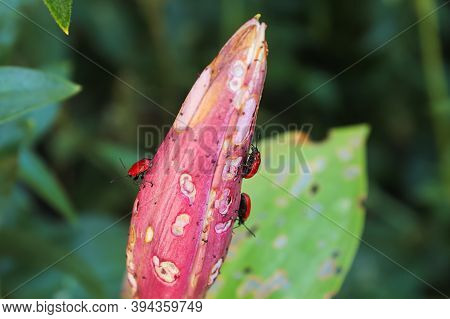 Closeup View Of A Lily Head Covered In Holes Caused By Beetles