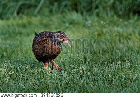 Weka Bird Carrying Food On. Wildlife And Nature