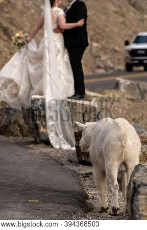 Mountain Goat Waits Patiently For Wedding Photos To End So It Can Pass