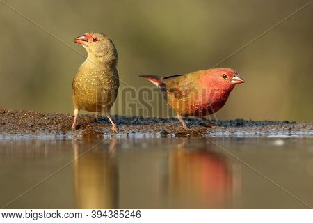The Red-billed Firefinch Or Senegal Firefinch (lagonosticta Senegala) Drinking Water From A Small Po