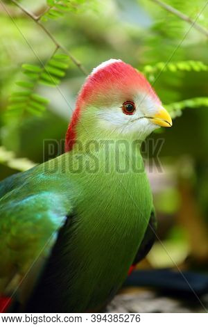 The Red-crested Turaco (tauraco Erythrolophus), Portrait. Green Turaco In The Bush With Green Backgr