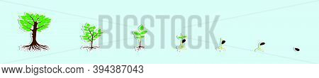 Set Of Life Cycle Plant. Cartoon Icon Design Template With Various Models. Modern Vector Illustratio