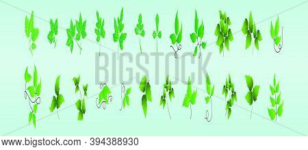 Ivy Wall Hanging Plants. Cartoon Icon Design Template With Various Models. Modern Vector Illustratio