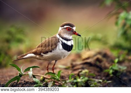 The Three-banded Plover, Or Three-banded Sandplover (charadrius Tricollaris) Standing On The Shore. 