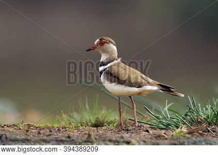 The Three-banded Plover, Or Three-banded Sandplover (charadrius Tricollaris) Standing On The Shore I