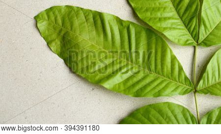 Schleichera Oleosa Leaves On A White Background