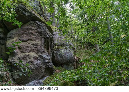 View Along On A Overgrown Rock Wall In A Forest.