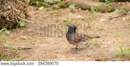 Red-vented Bulbul Bird On The Ground Searching Insects For Food While On Full Alert Of The Surroundi
