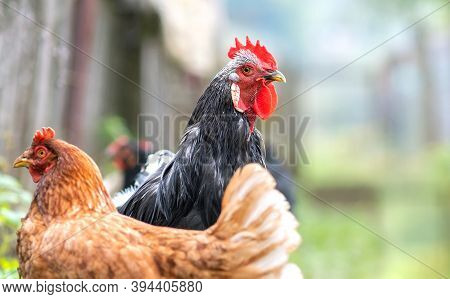 Hens Feeding On Traditional Rural Barnyard. Close Up Of Chicken On Barn Yard. Free Range Poultry Far