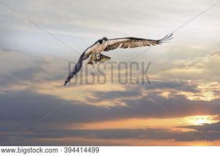 Magnificent Osprey Flying With A Large Rock Fish In Its Talons Over The Chesapeake Bay Against A Sun
