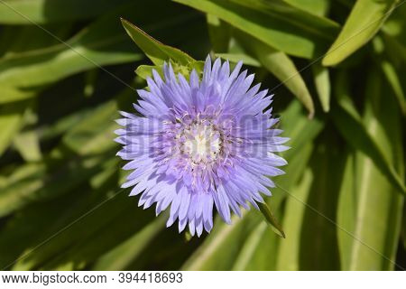 Stokes Aster Flower - Latin Name - Stokesia Laevis